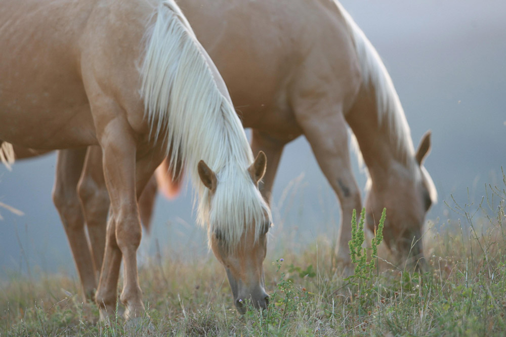 Die Eiche als heiliges Wesen – Weisheiten der Natur im Eichenwald
