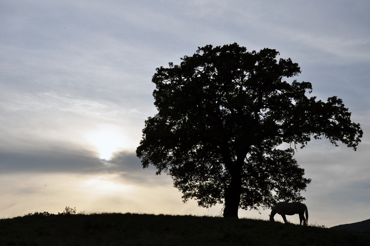 Eichenwälder – Die stummen Chronisten unserer Landschaft