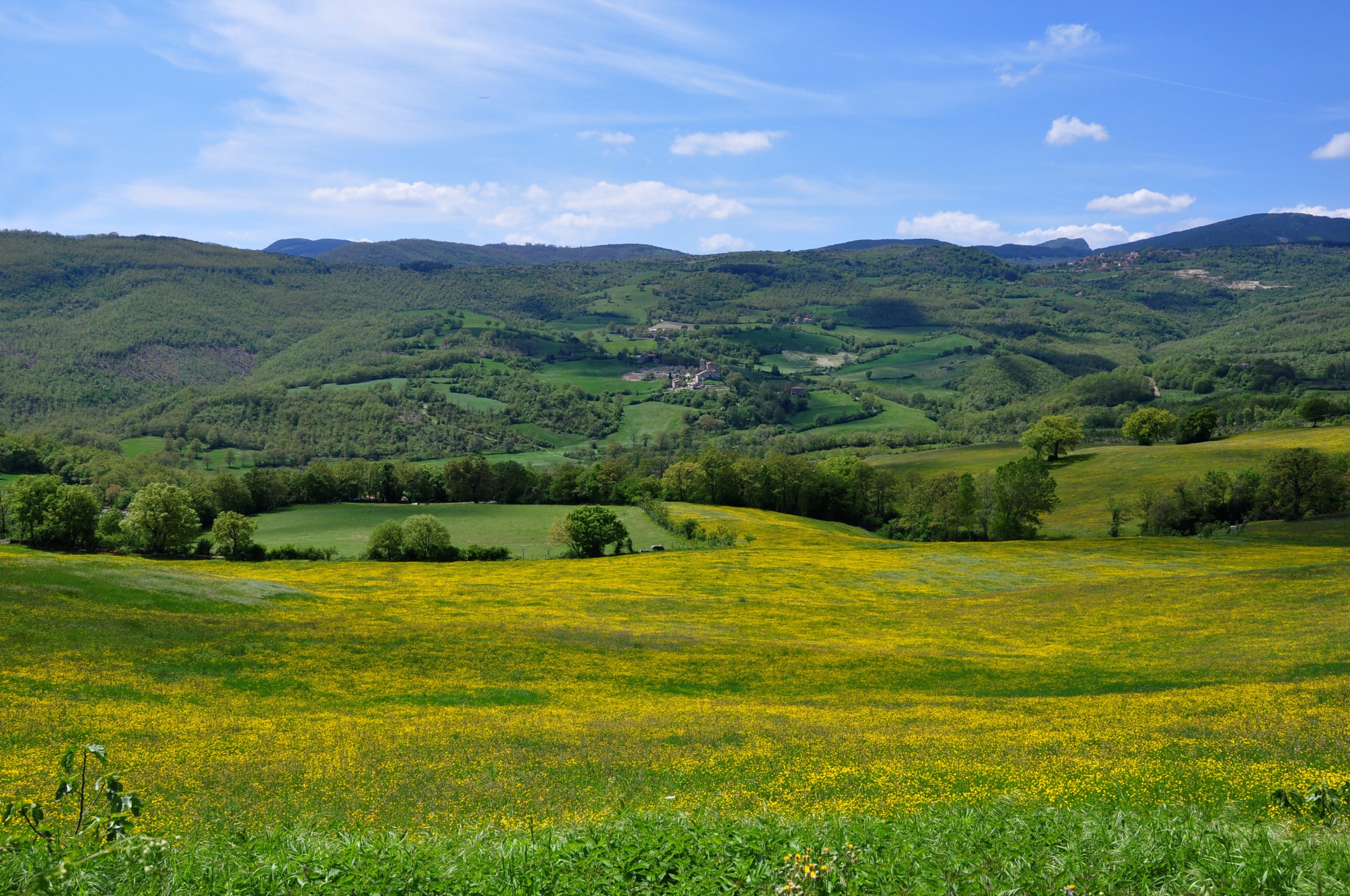 Eichenwälder – Kleine Riesen im großen Netz der Natur